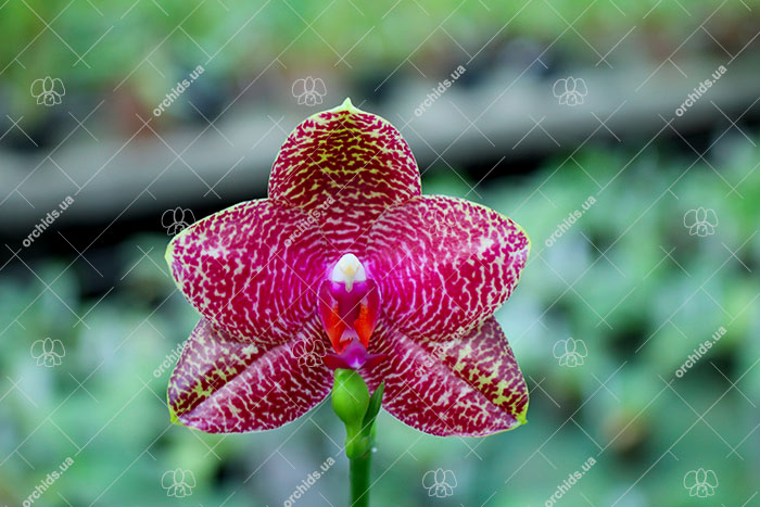 Phalaenopsis Mituo Sun 'Mituo #1' x Ld's Bear King 'RK-1'.jpg