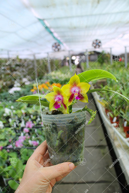 Phalaenopsis Ld's Bear King 'YKY' x Hawaii Dragon Girl 'DT-1'.jpg