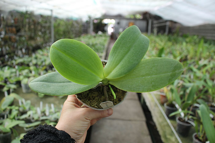 Phalaenopsis Ho's Green Marble '#1' x Chang Maw Evergreen 'U-Bix'.jpg