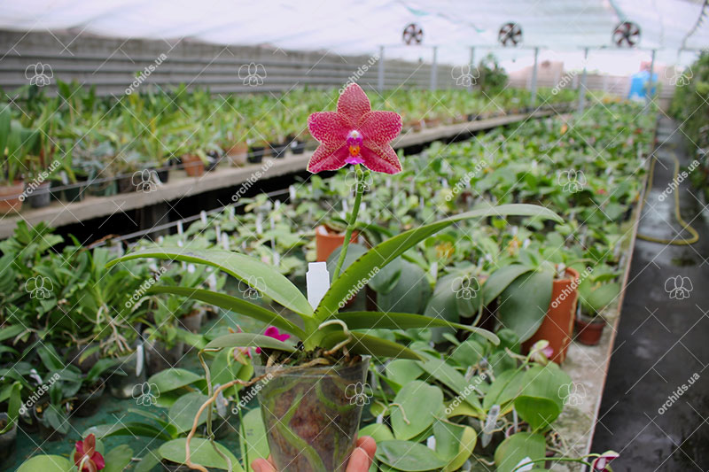 Phalaenopsis Mituo Golden 'M-2' x Ld's Bear Queen.jpg