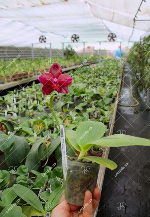 Phalaenopsis Mituo Sun 'Mituo #1' x Ld's Bear King 'RK-1'.jpg