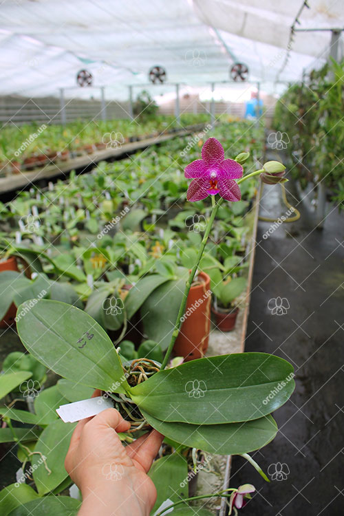 Phalaenopsis Mituo Sun 'Mituo #1' x Ld's Bear King 'RK-1'.jpg