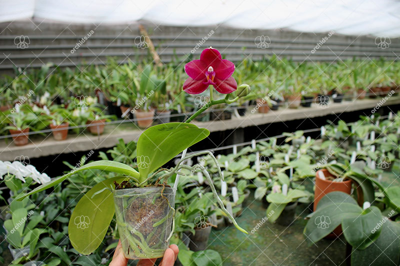 Phalaenopsis Mituo Sun 'Mituo #1' x Ld's Bear King 'RK-1'.jpg