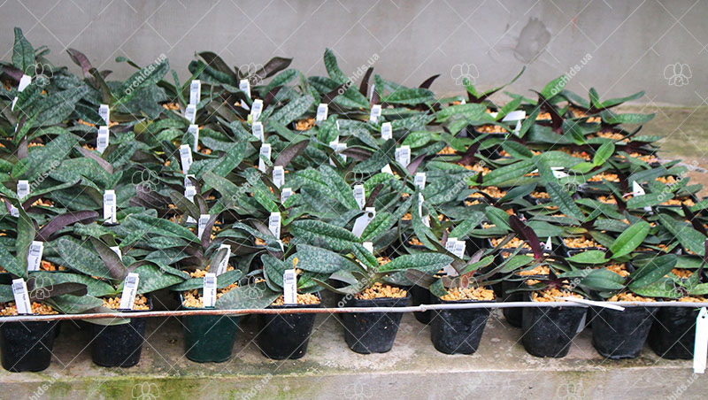 Paphiopedilum leucohilum var godefroyae black.jpg