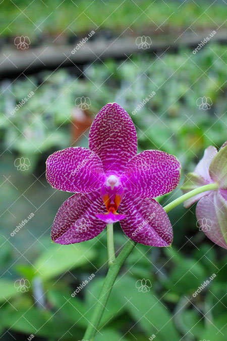 Phalaenopsis Mituo Sun 'Mituo #1' x Ld's Bear King 'RK-1'.jpg