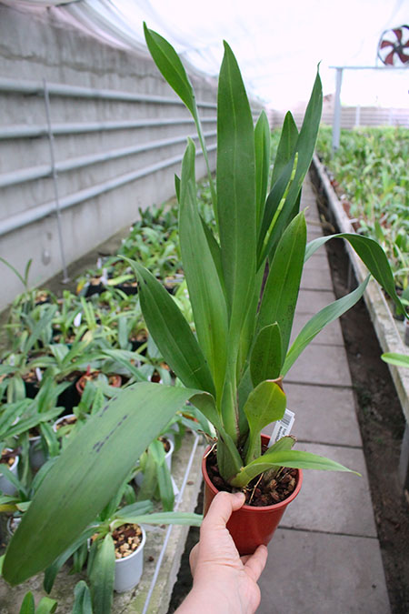 Odontoglossum trilobum x Odontocidium Tiger Glow.jpg