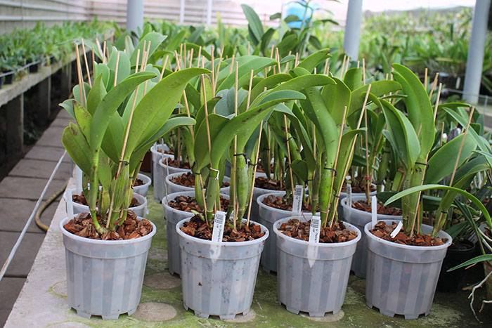 Laeliocattleya Chyong Guu Swan 'Ruby Lip'.jpg