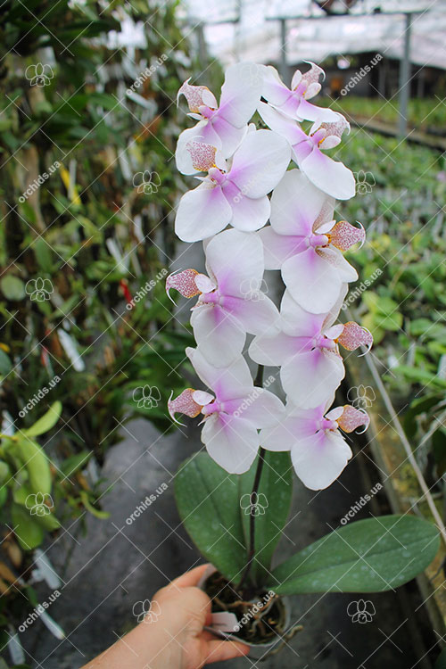 Phalaenopsis schilleriana x stuartiana.jpg