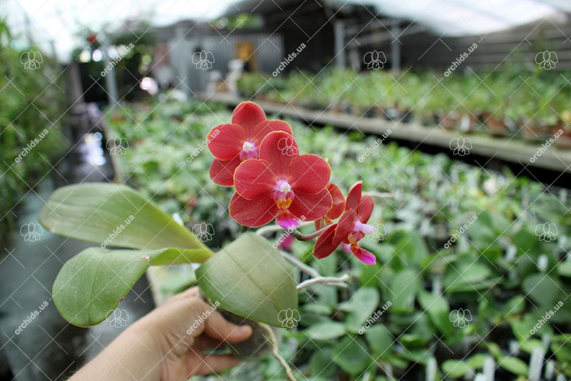 Phalaenopsis Mituo Shin Perfume 'MO95'.jpg