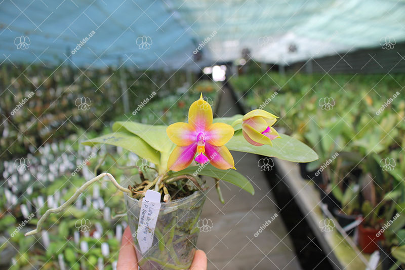Phalaenopsis Ld's Bear King x Samera.jpg