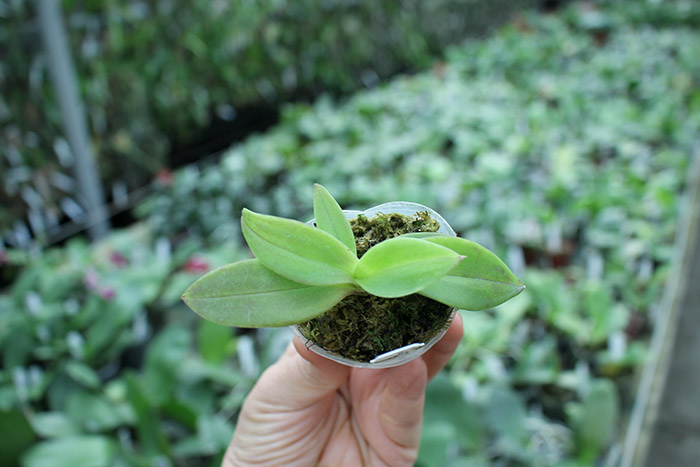 Phalaenopsis equestris peloric 'Joseph Wu'.jpg