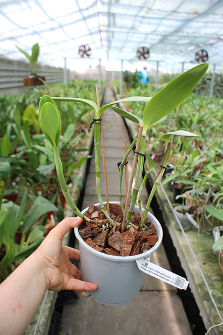 Cattleya intermedia aquini alba 'Neve' x Cattleya intermedia aquini alba 'Sublime'.jpg
