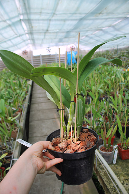 Cattleya gigas type x Cattleya violacea.jpg