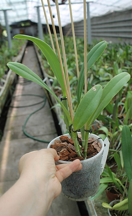 Cattleya maxima 'Peruana' x SELF.jpg