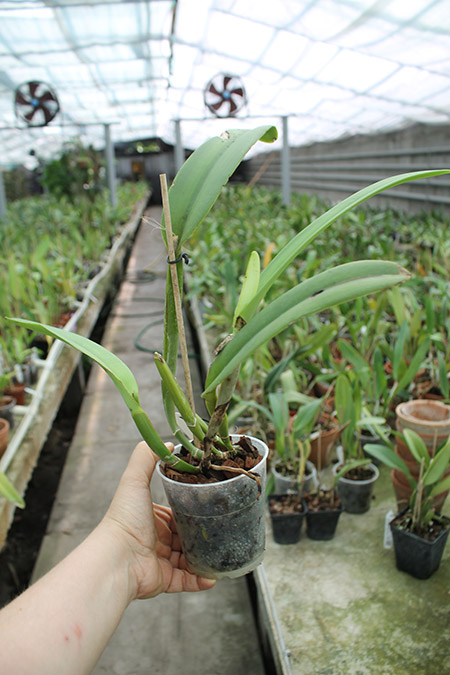Cattleya maxima tipo select x sib.jpg