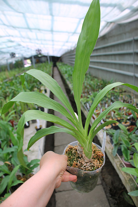 Fredclarkeara (Mormodia Painted Desert 'SVO' x Catasetum Alexa 'Good One').jpg