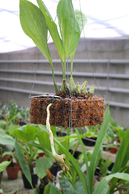 Stanhopea florida.jpg