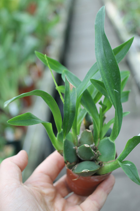 Oncidium cheirophorum.jpg