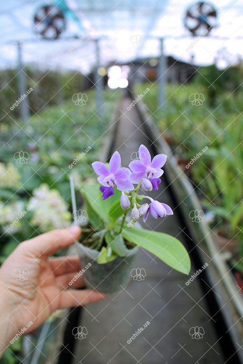 Phalaenopsis KS Martin Tris.jpg