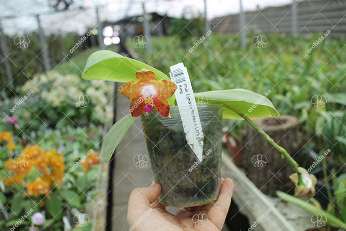 Phalaenopsis Lyndon Reflex x LD's Bear King.jpg