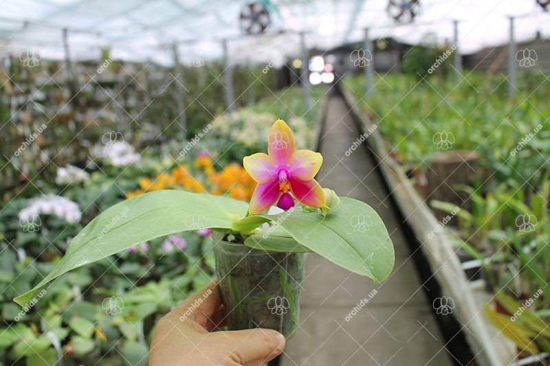 Phalaenopsis Ld's Bear King x Samera.jpg