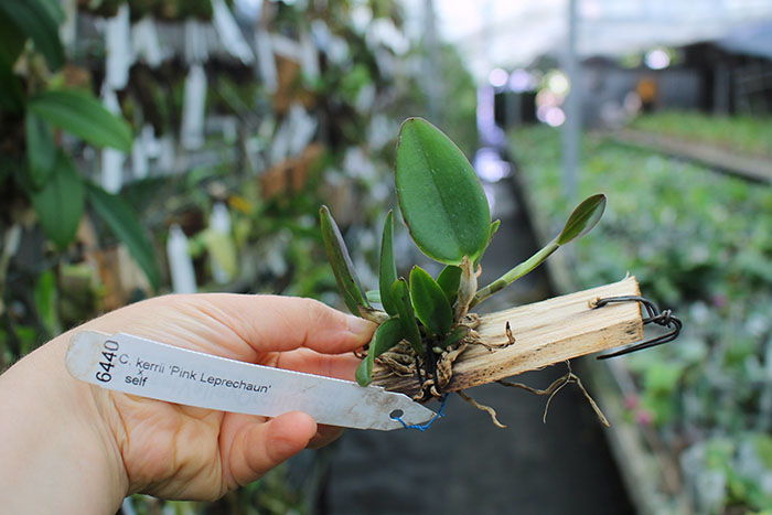 Cattleya kerrii 'Pink Leprechaun' x self.jpg