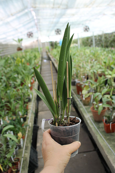 Brassanthe Maikai x Brassocattleya Star Ruby.jpg