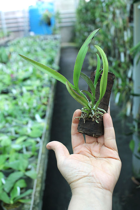 Rhyncholaeliocattleya Chushan.jpg