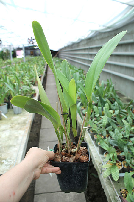 Potinara Susan Fender 'Cover Girl'.jpg