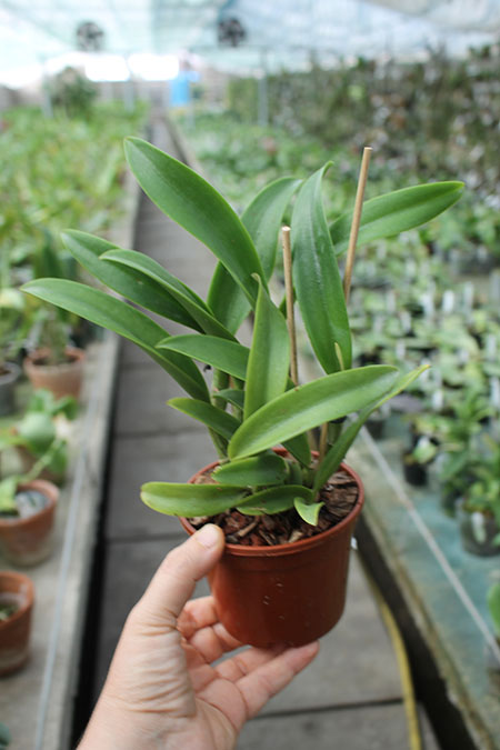 Brassocatanthe Jairak Fire Star.jpg