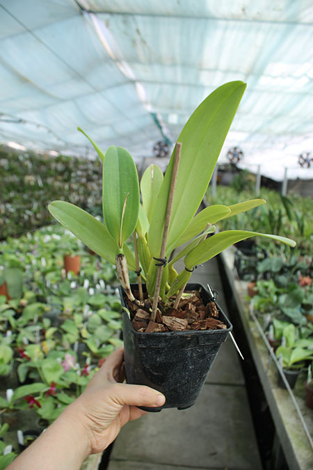 Cattleya warneri integra 'Evandro Perini' x Cattleya warneri inegra-orlata-pincelada 'Leonor'.jpg
