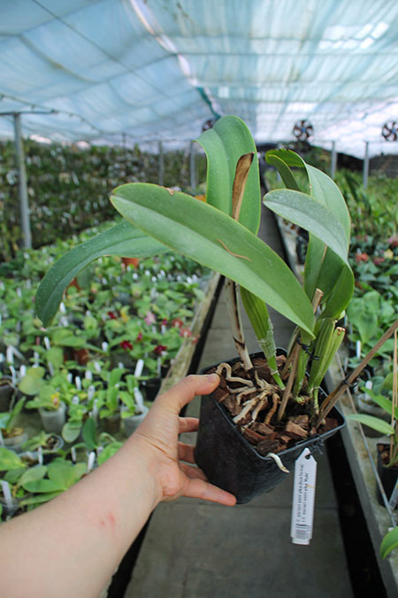 Cattleya warneri semi alba (boa forma) x Cattleya warneri semi alba 'Rubi'.jpg