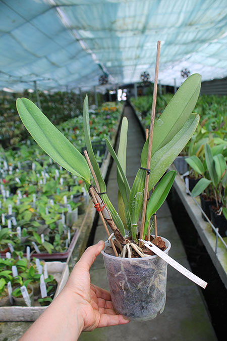 Cattleya warneri coerulea 'Carolina' x Cattleya warneri coerulea 'Raasch'.jpg