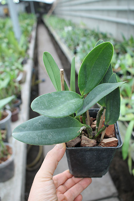 Sophrocattleya Crystelle Smith 'N R'.jpg