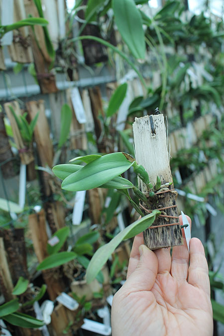 Potinara Chian-Tzy Goldenorange 'Golden Boy'.jpg