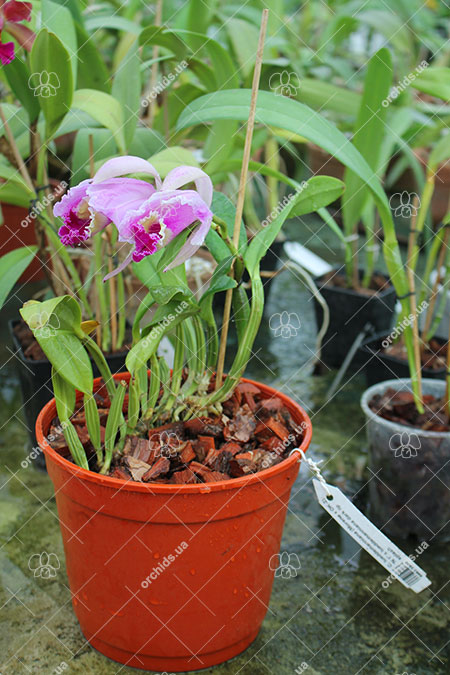 Cattleya lueddemanniana (Morena x OK-2) 'N 1' x lueddemanniana dark lip splash.jpg