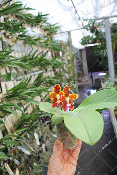 Phalaenopsis Magnificent Mibs 'Mituo #3' x Corona 'M-1'.jpg