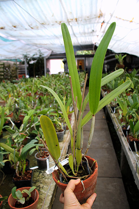 Laelia purpurata (carnea x delicata).jpg