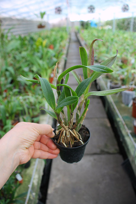 Broughtonia sanguinea x Epidendrum radicans.jpg