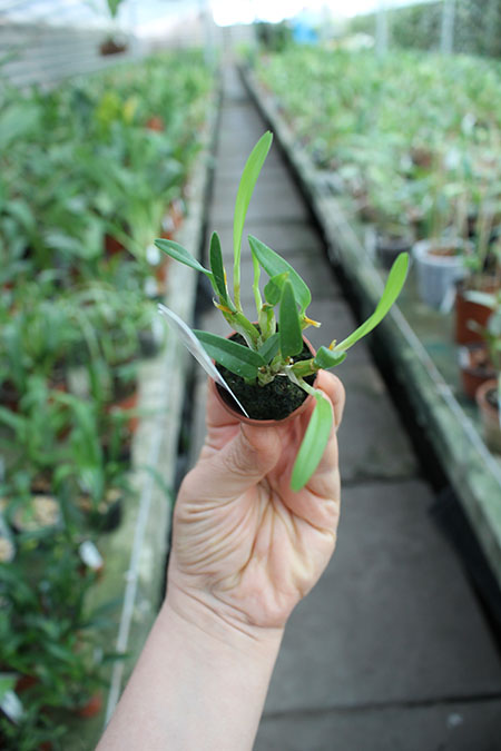 Diplocaulobium chrysotropis.jpg