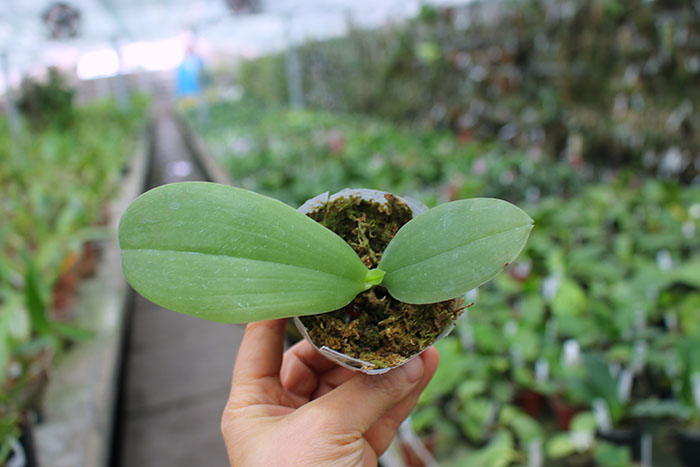 Phalaenopsis bellina x sib.jpg