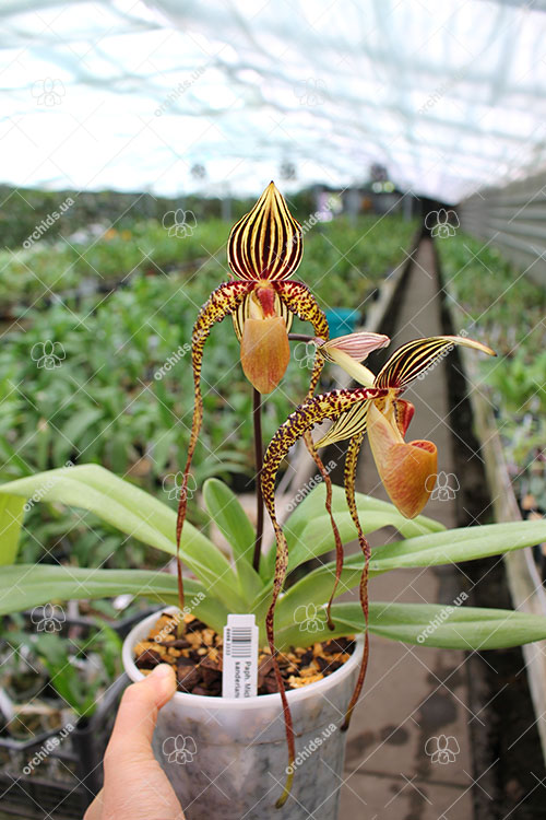 Paphiopedilum Michael Koopowitz x sanderianum.jpg