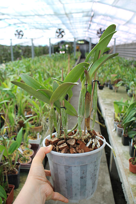 Cattleya lueddemanniana escura x Cattleya lueddemanniana 'America'.jpg