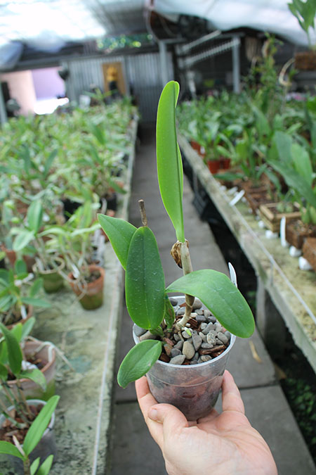 Brassolaeliocattleya Tropical Upgrade.jpg