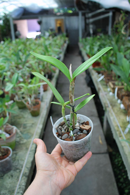 Cattleya Poseidon Lake (bicolor coerulea 'SVO' x Leoloddiglossa 'SVO Speckled Blue').jpg