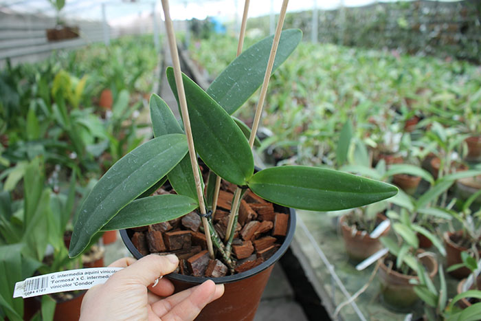 Cattleya intermedia aquini vinicolor 'Formosa' x Cattleya intermedia aquini vinicolor 'Condor'.jpg