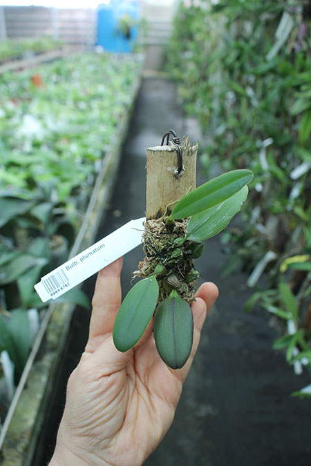 Bulbophyllum plumatum.jpg