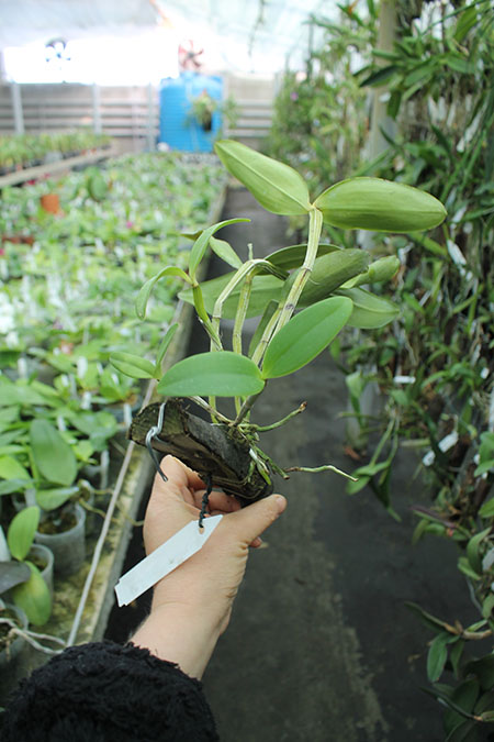 Cattleya Venosa (loddigesii x forbesii).jpg