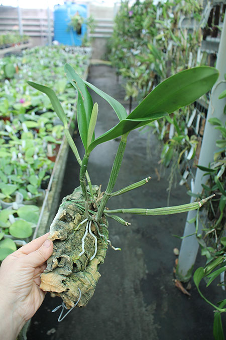Cattleya Dipozzi Tiziano x lueddemanniana coerulea.jpg