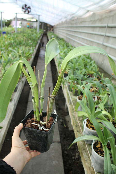Cattleya walkeriana var alba x Brassocattleya Mount Hood 'Mary'.jpg